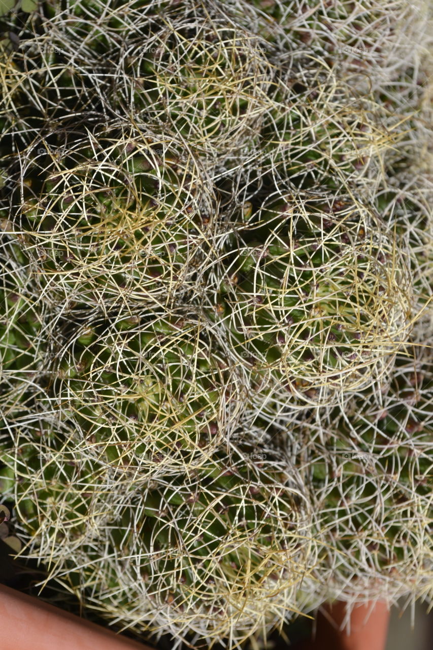 Beautiful green cactus on my balcony.