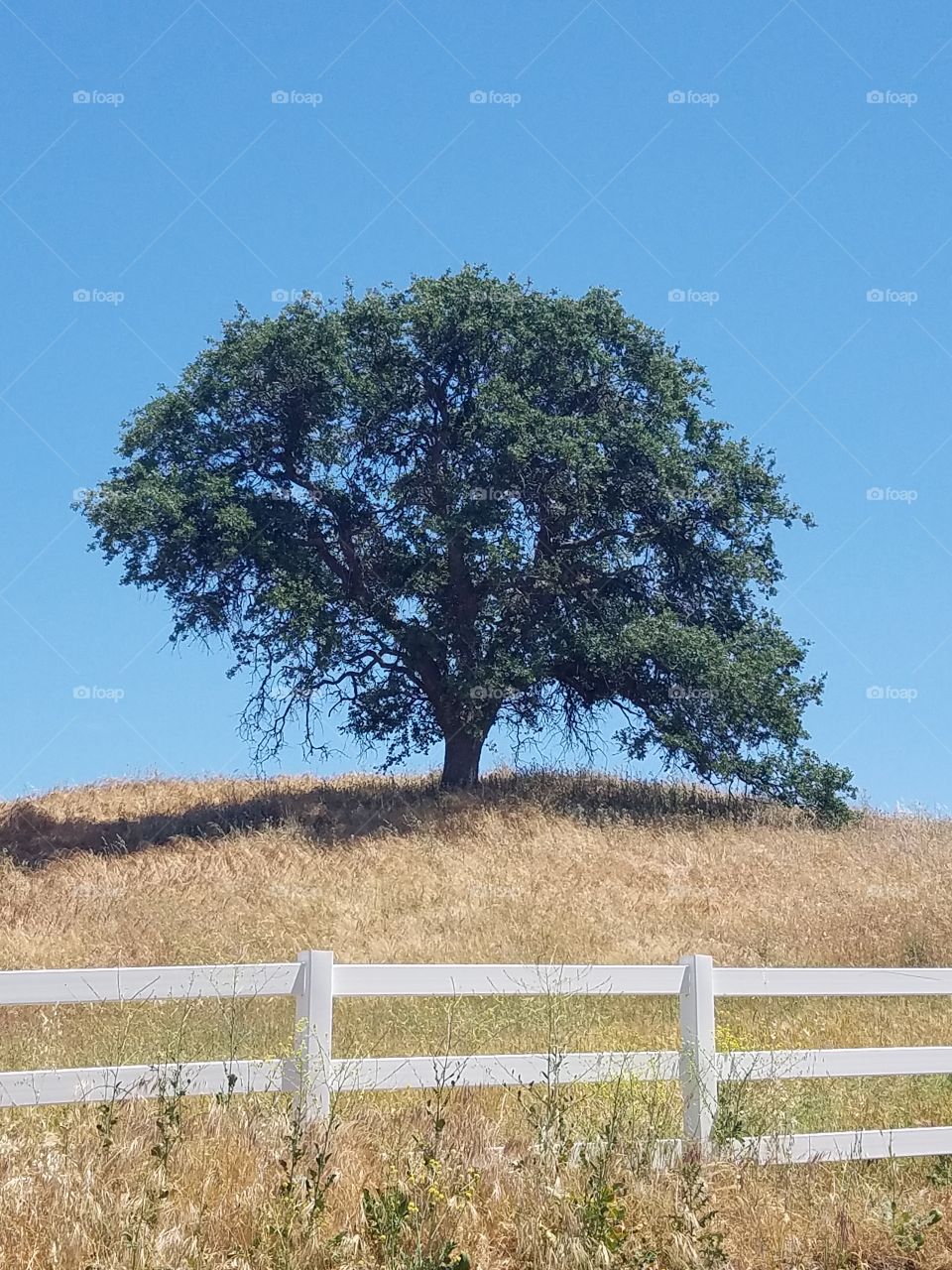 tree in a field.