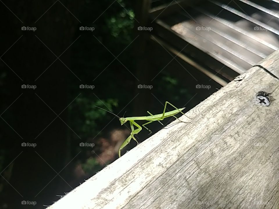 Praying Mantis in nature