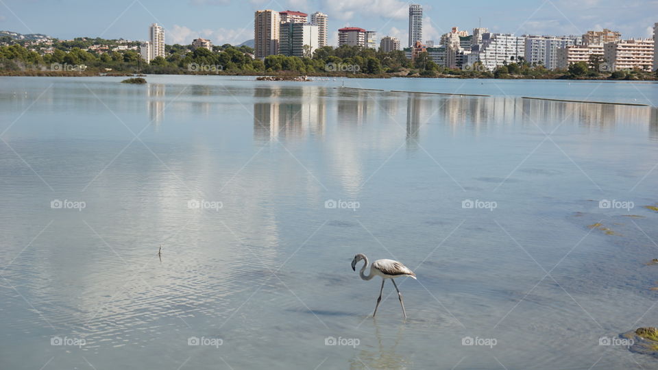 Flamingo#animal#lake#reflect#buildings#nature