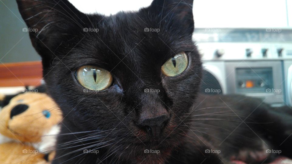 black cat with green eyes