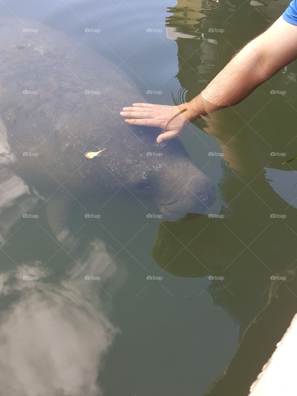 manatee petting in Florida canal
