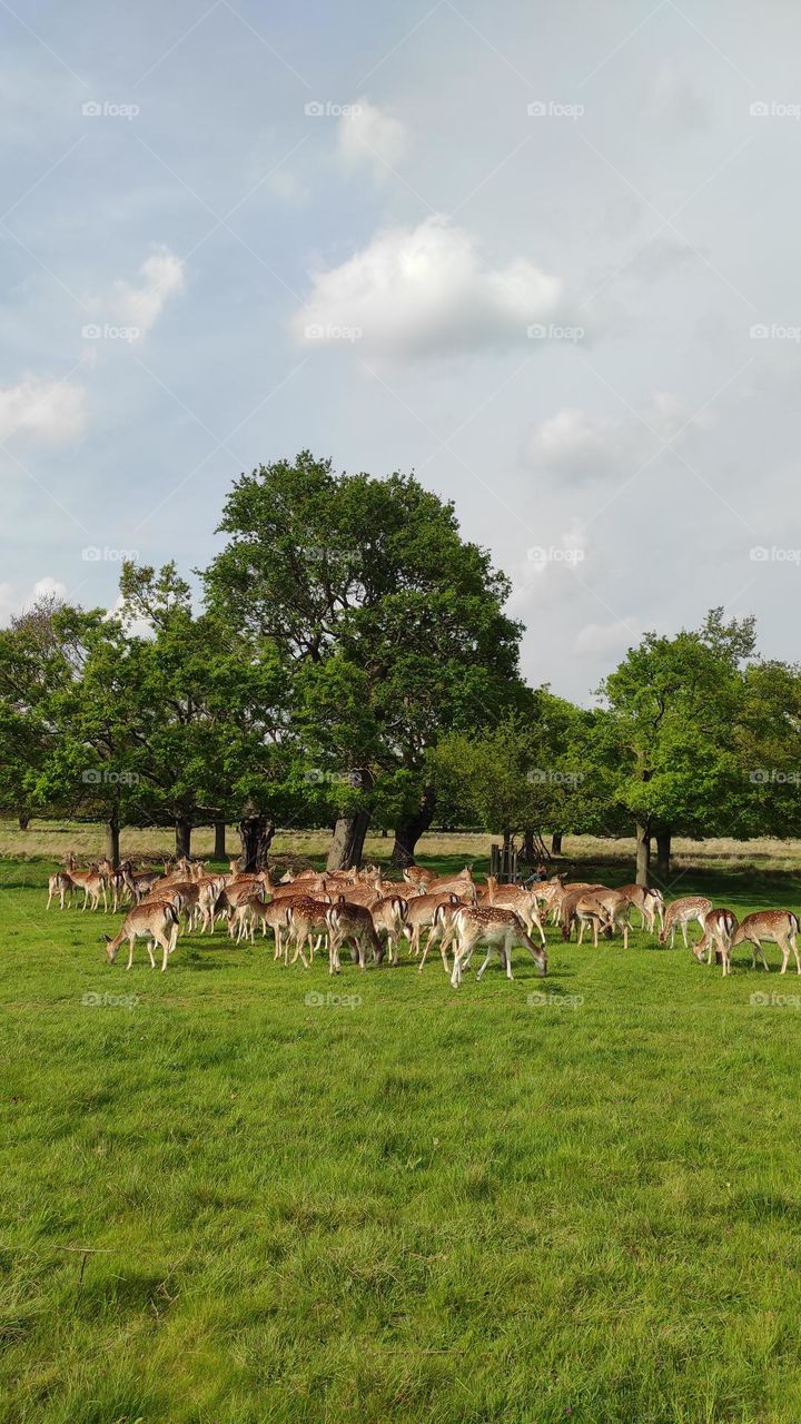 deers in the park