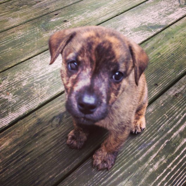 Wittle guy