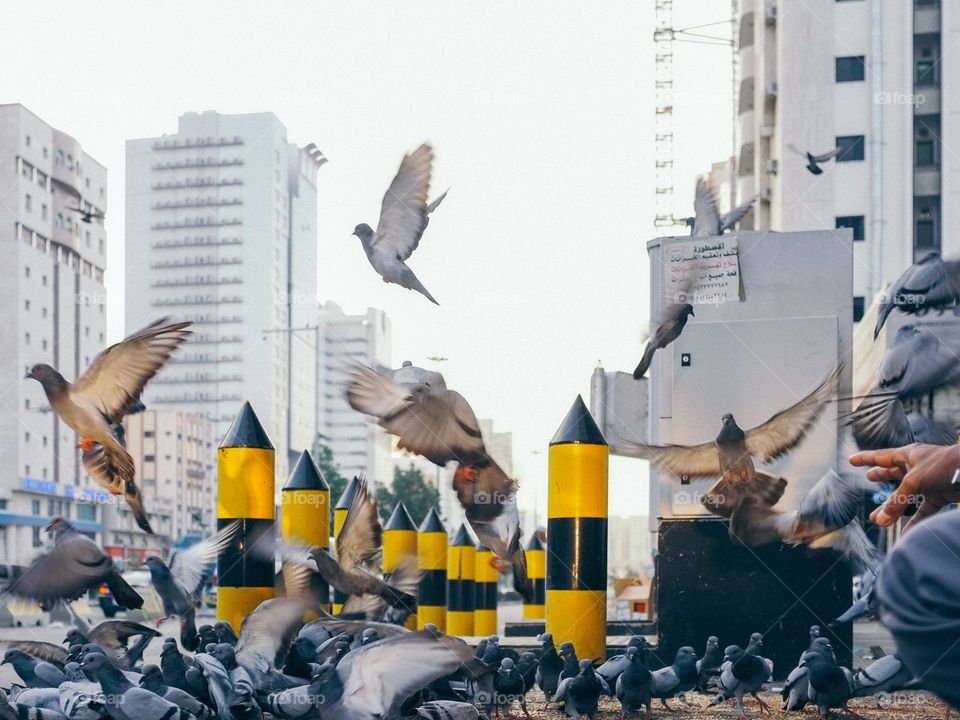 Feeding the pigeons on the street of Makkah, Saudi Arabia