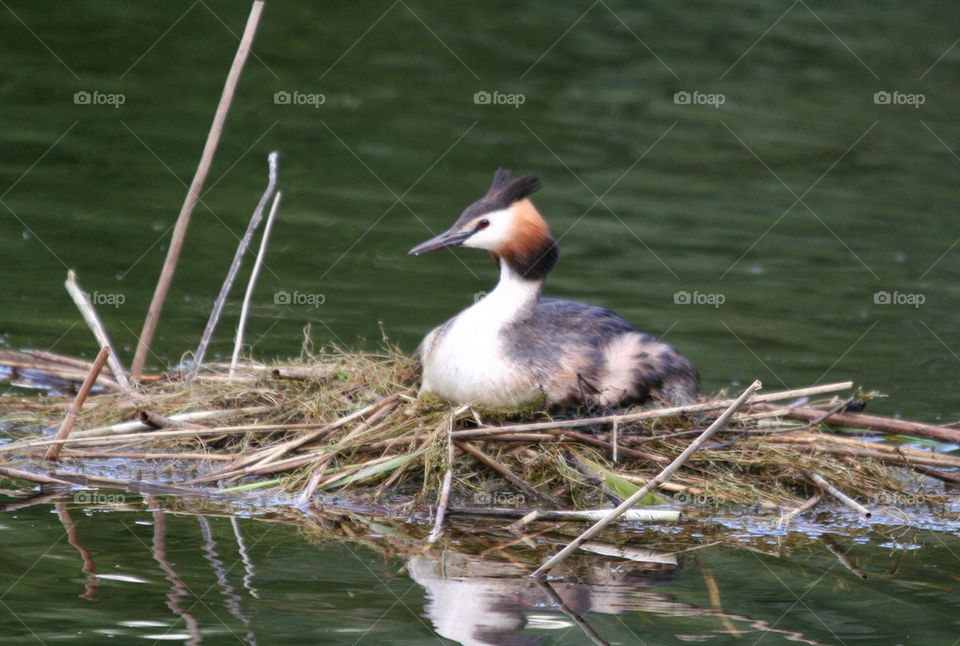 Great crested Grebe on nest
