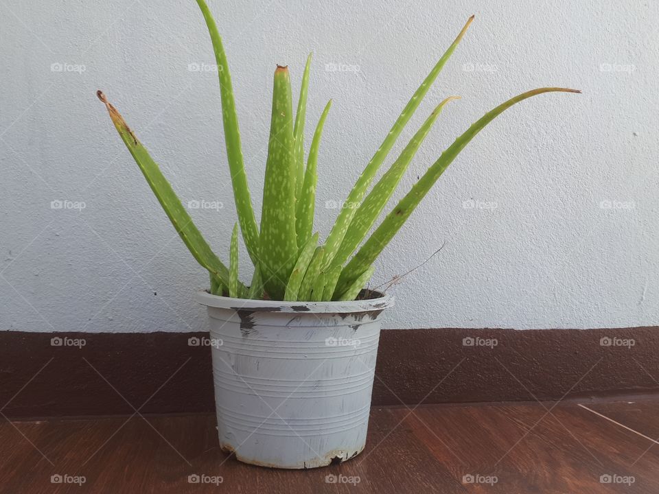 Aloe Vera in pot on the floor