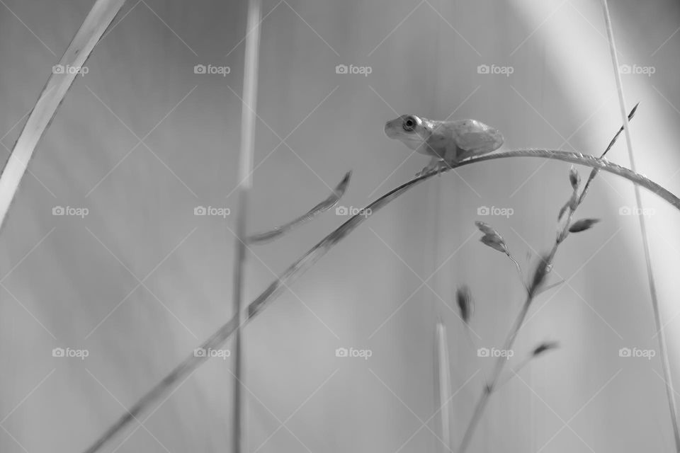 A juvenile spring peeper finds solace in the undergrowth of a grassy field. 