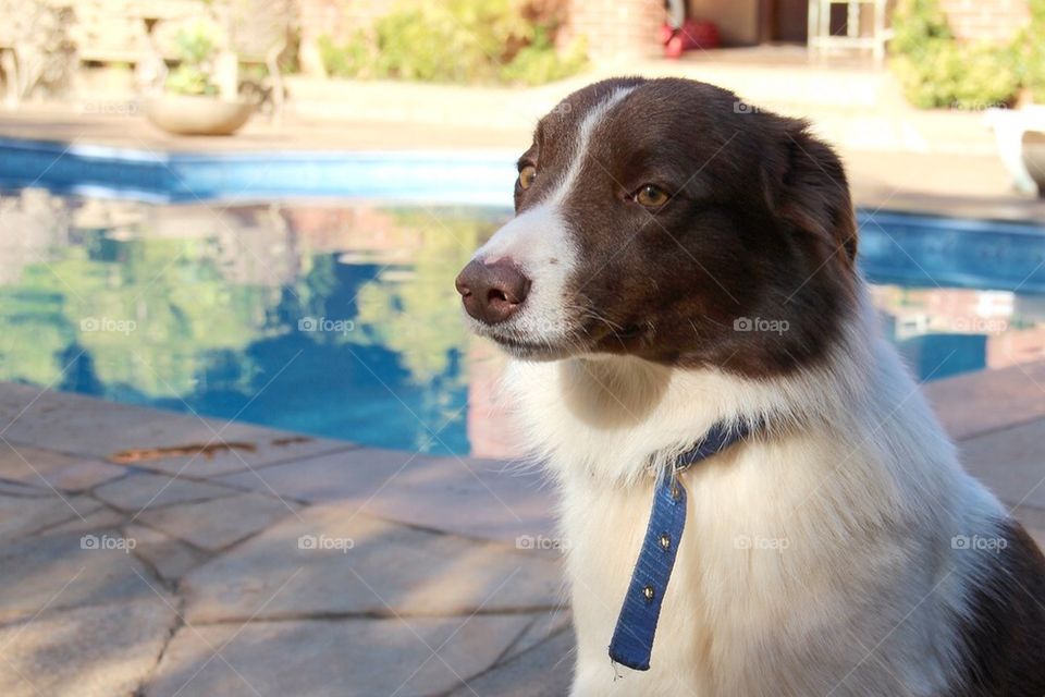 Border Collie