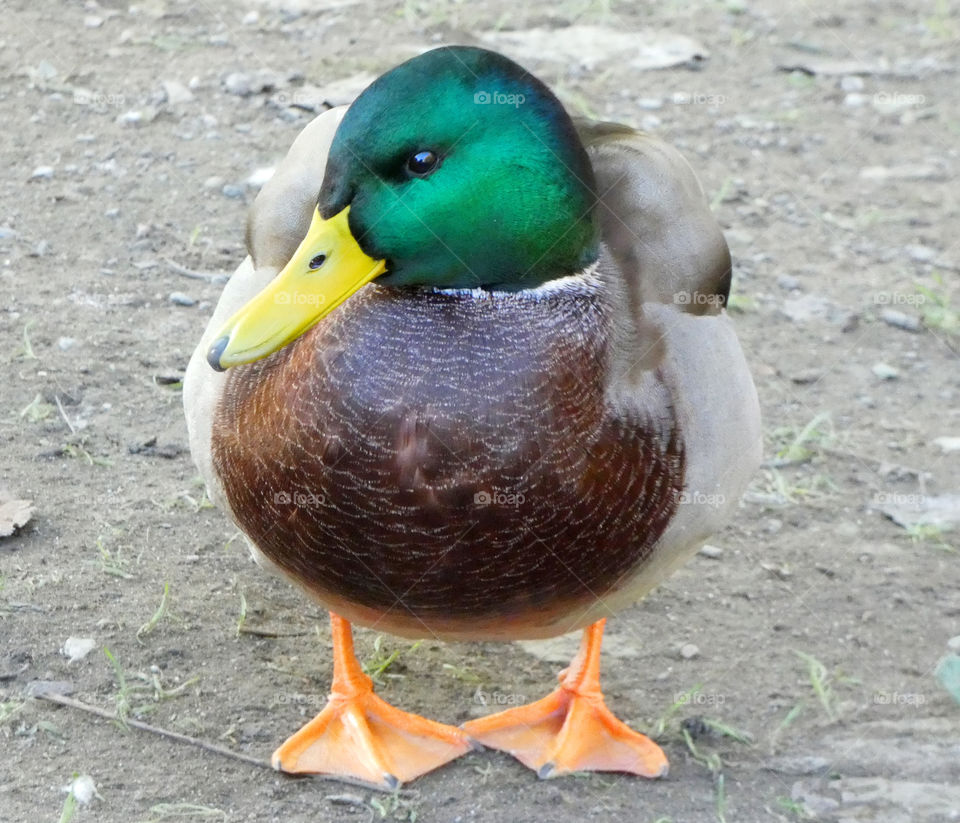 Male duck