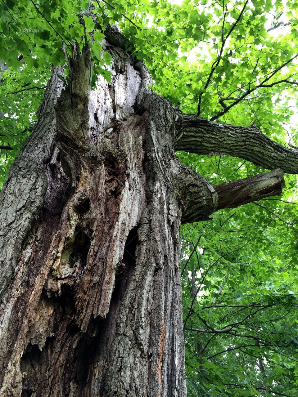 Dead tree. Dead tree