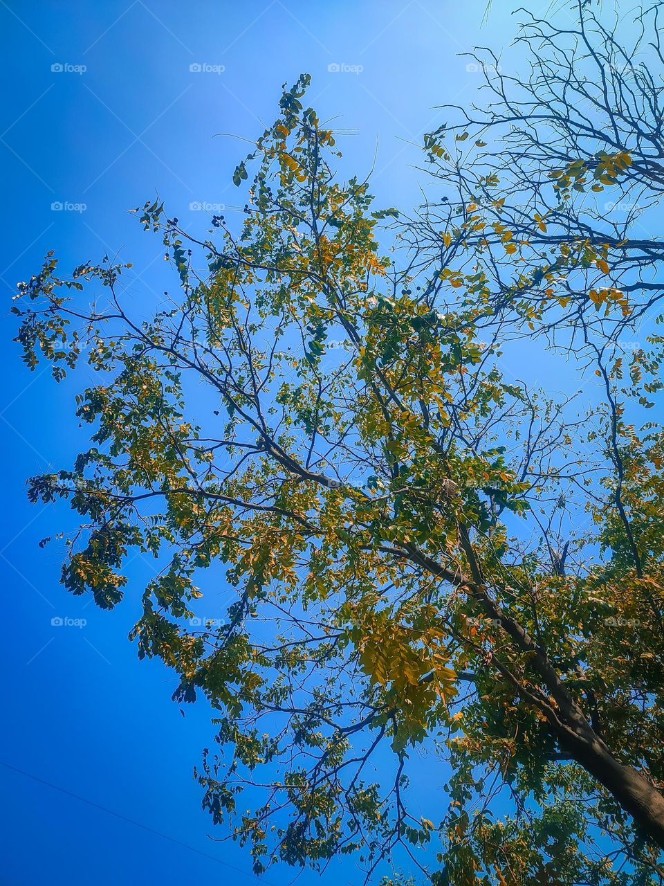 beautiful sky view in between the tree | Amazing nature view