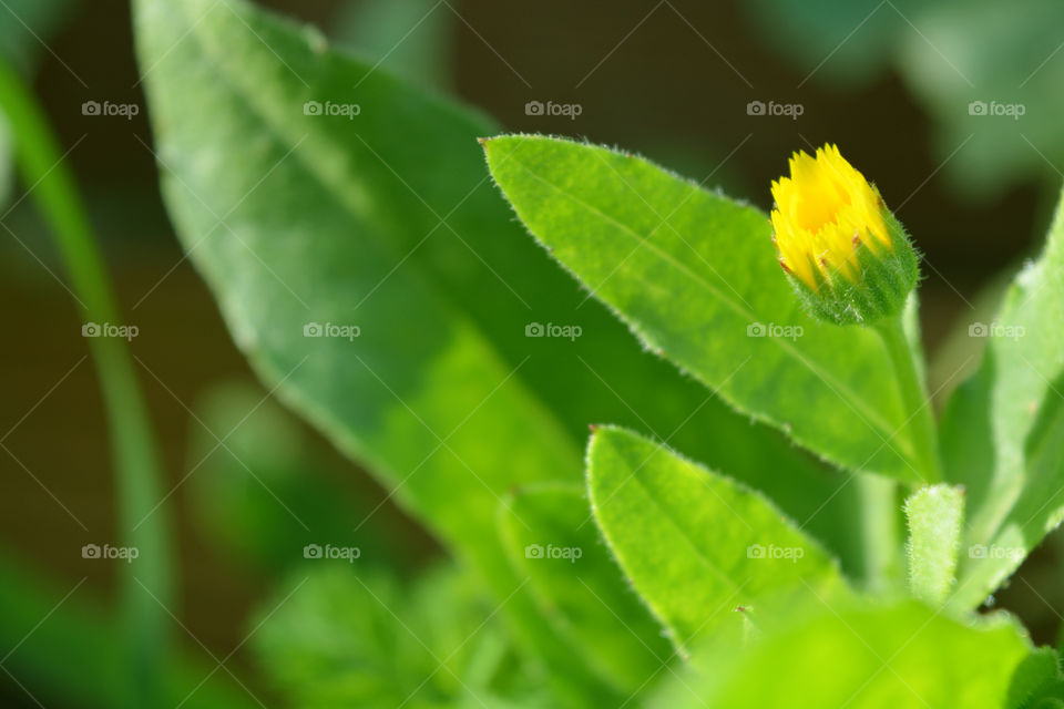 Beautiful yellow flower in the garden.