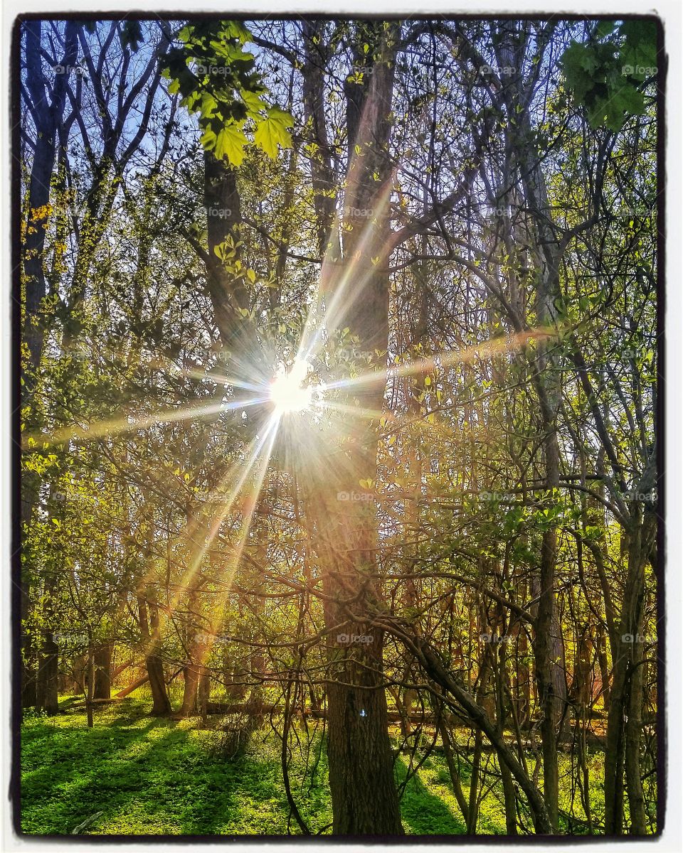 over exposure sunlight through the trees