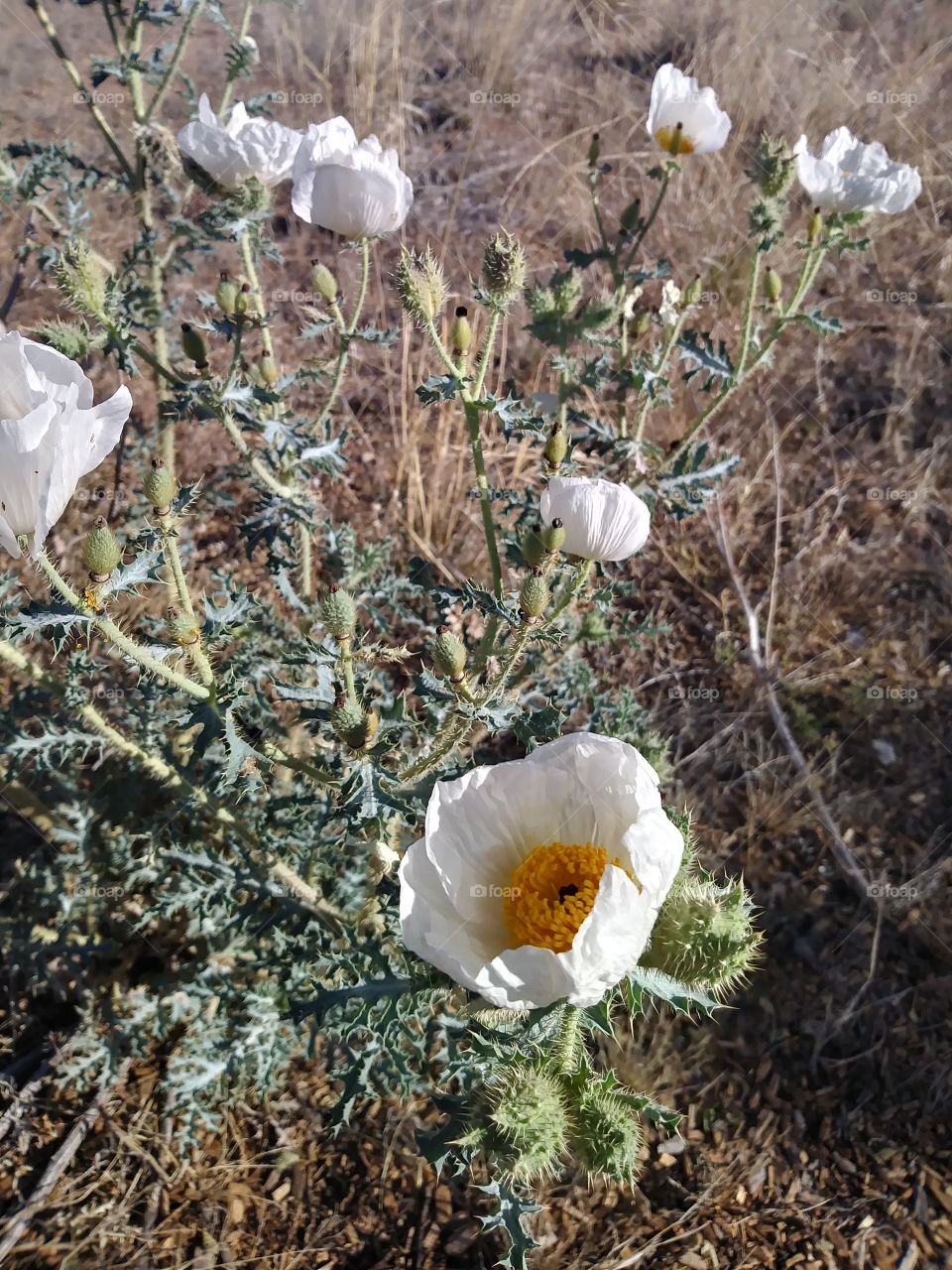 Mexican Poppy white flower prickly barb