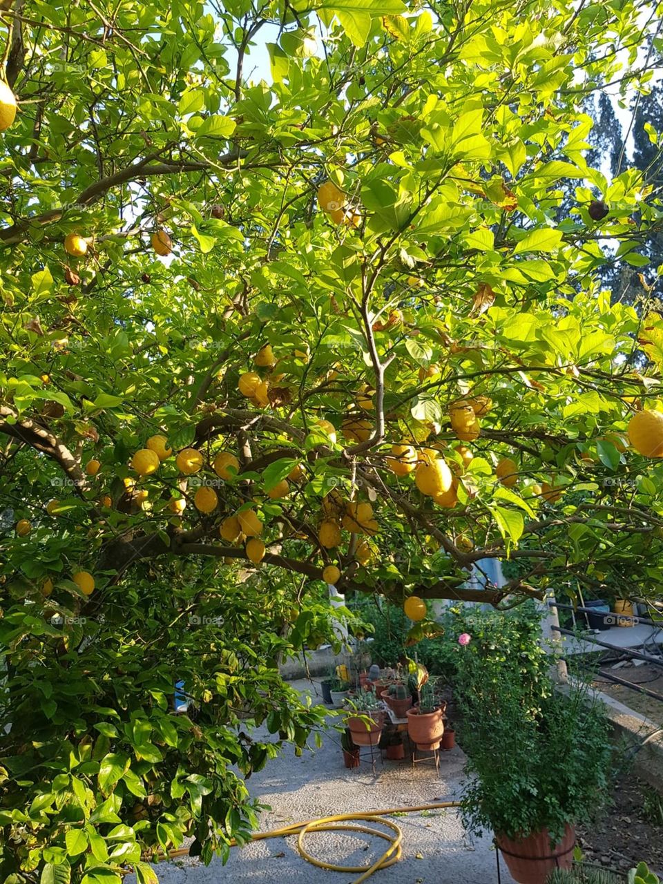 lemon tree