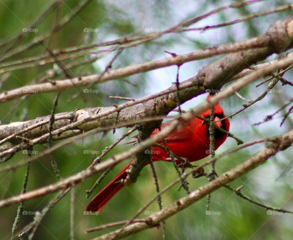 Cardinal peaking from the branches 