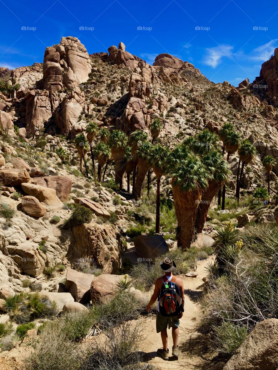 Lost Palms Oasis at Joshua Tree 