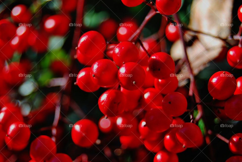 Red Berries ... Close Up