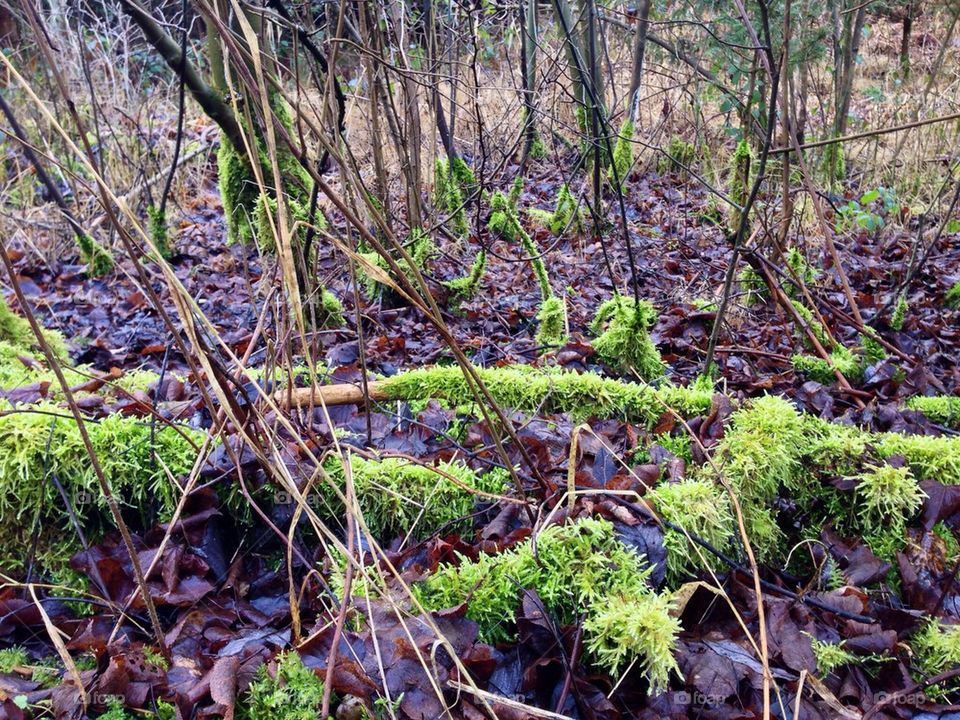 Forest ground