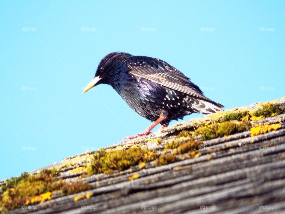 Bird On A Roof
