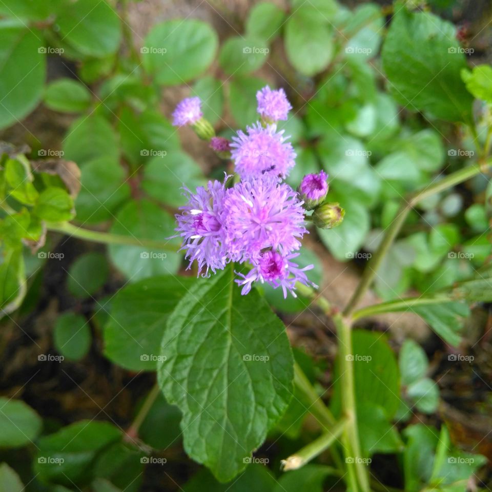 Purple flowers on the park