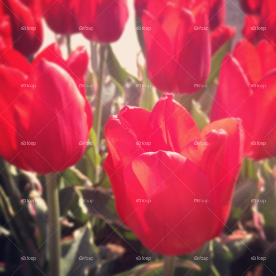 Red tulips in bloom