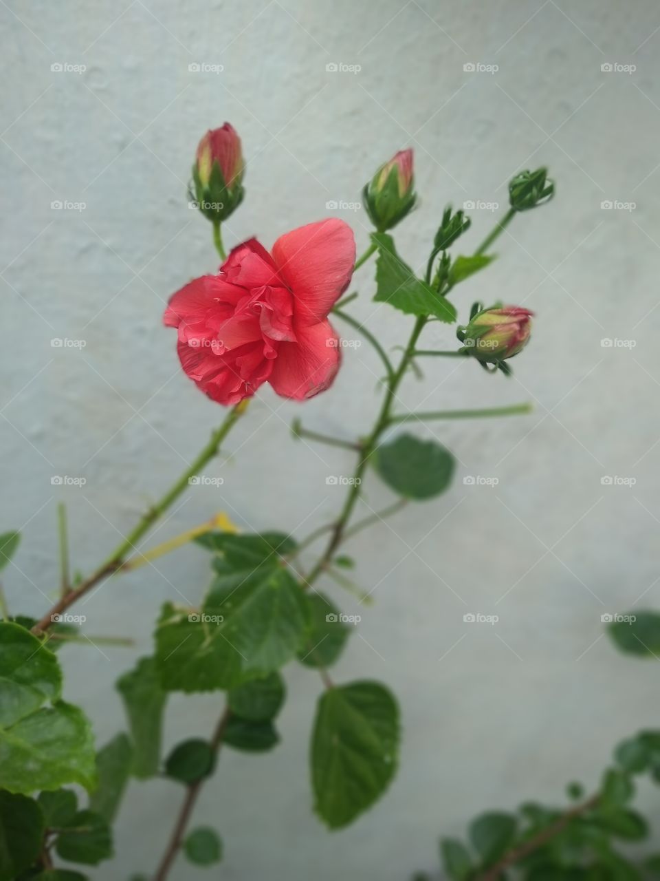 a red rose in home