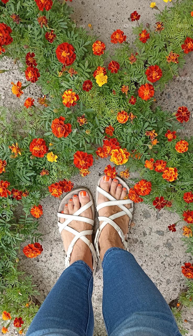 orange flowers colour and female legs top view colour love