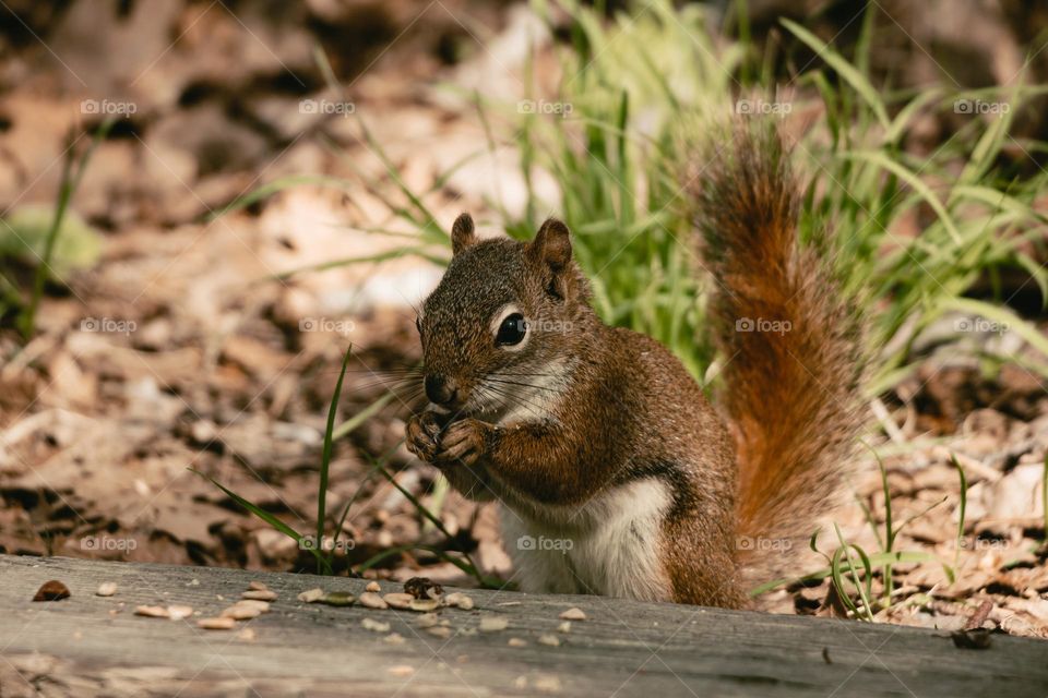 squirrel in the forest