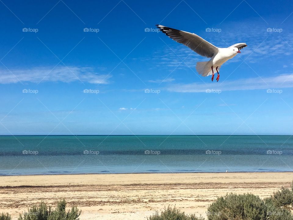 Seagulls foreground perspective south Australian beach mid flight