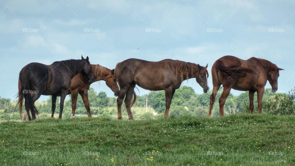 Four horses