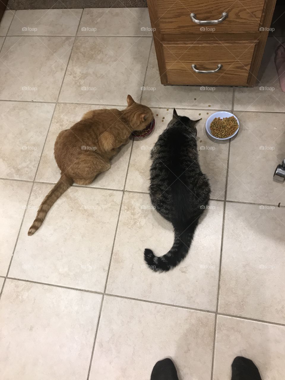 two cats feasting