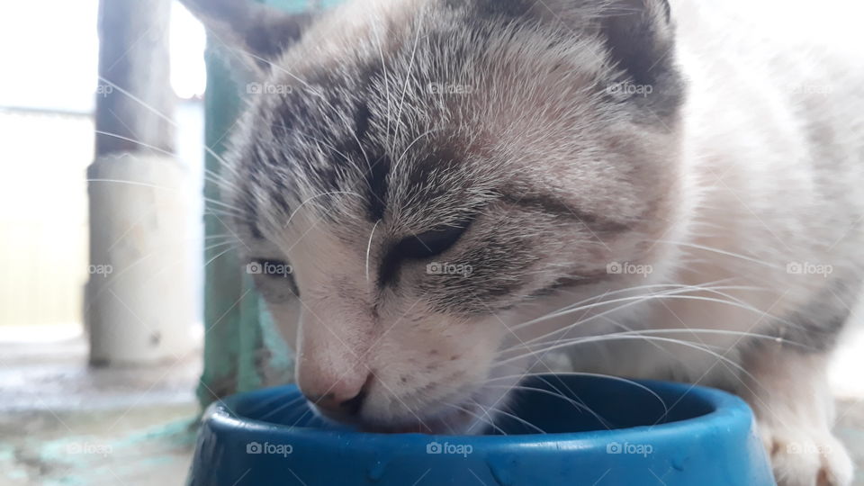 cat drink water
