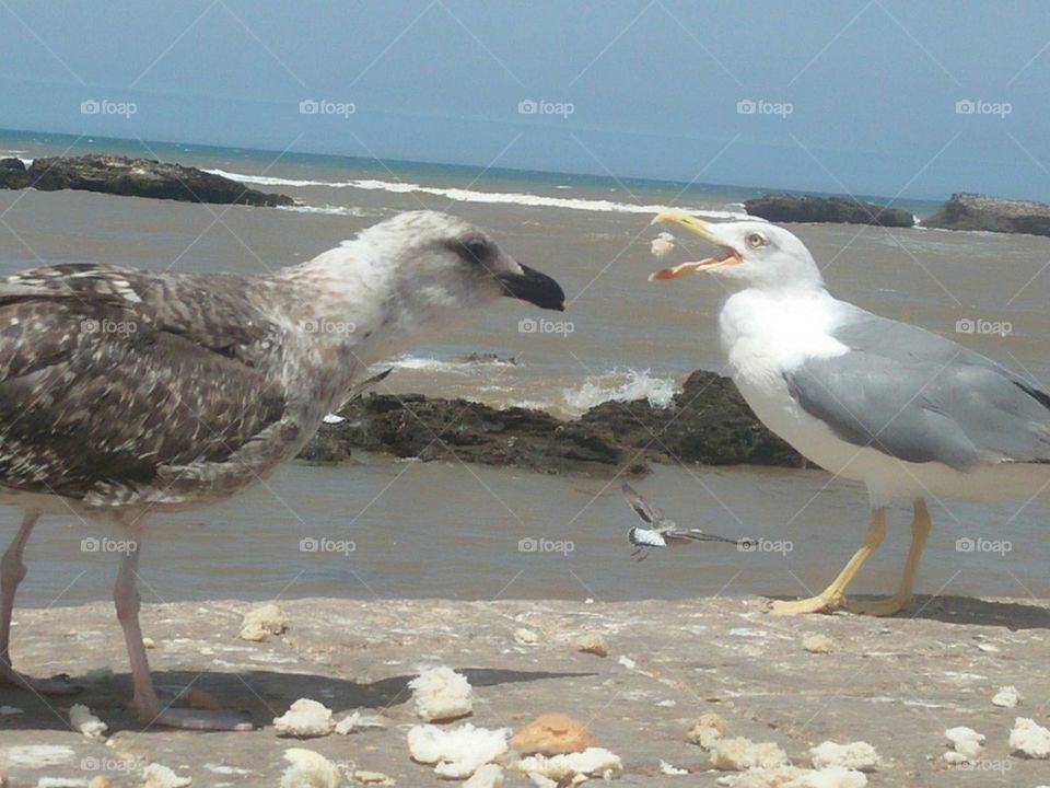 Two seagulls eat bread on the wall.