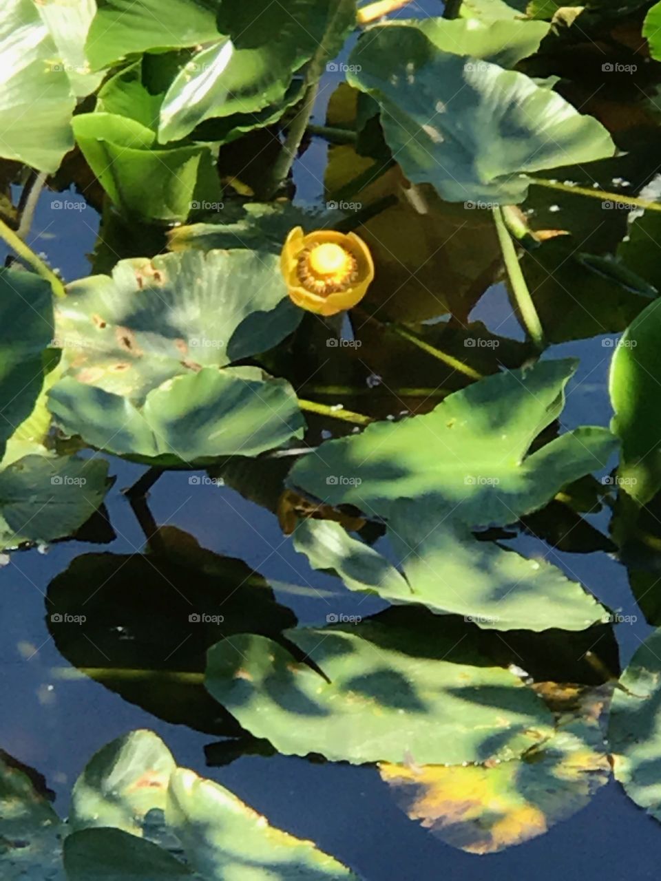  water lily Flower/plant on Lily pad On Lake