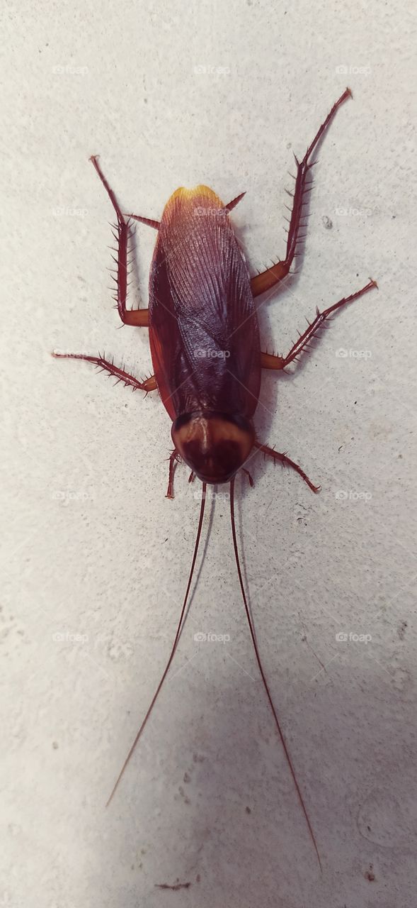 cockroach image