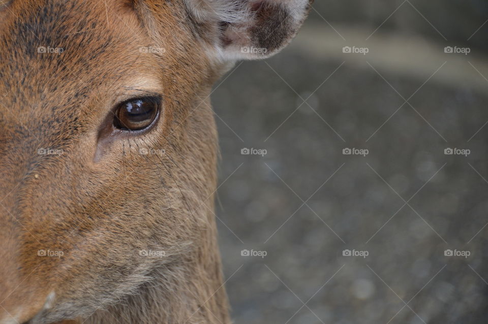 Eye Of A Japanese Deer
