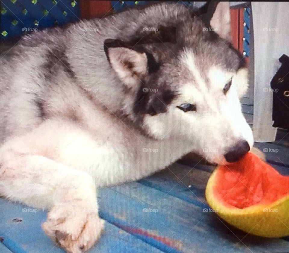Incredible Husky Dogs
Eating watermelon on a hot summer day! 😉👍