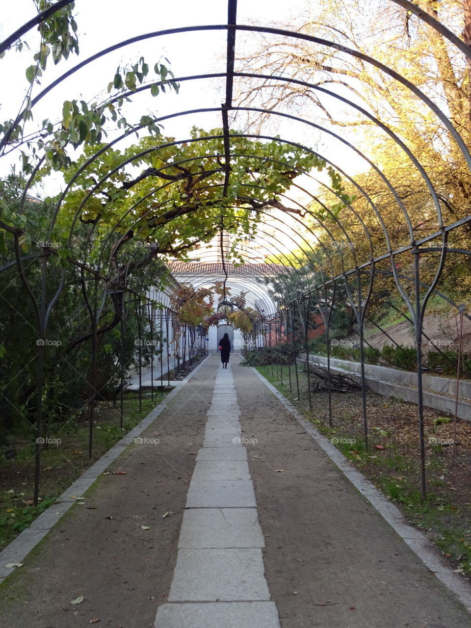 walking through the vineyard