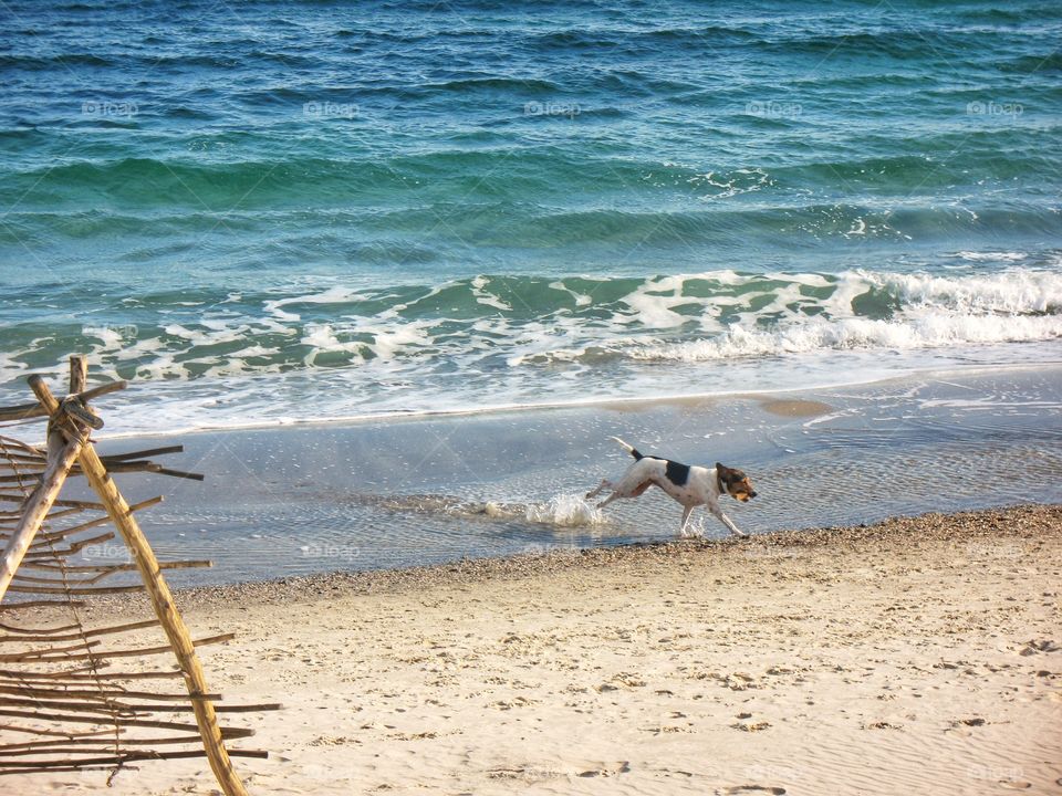 the dog is running along the beach собака бежит по пляжу