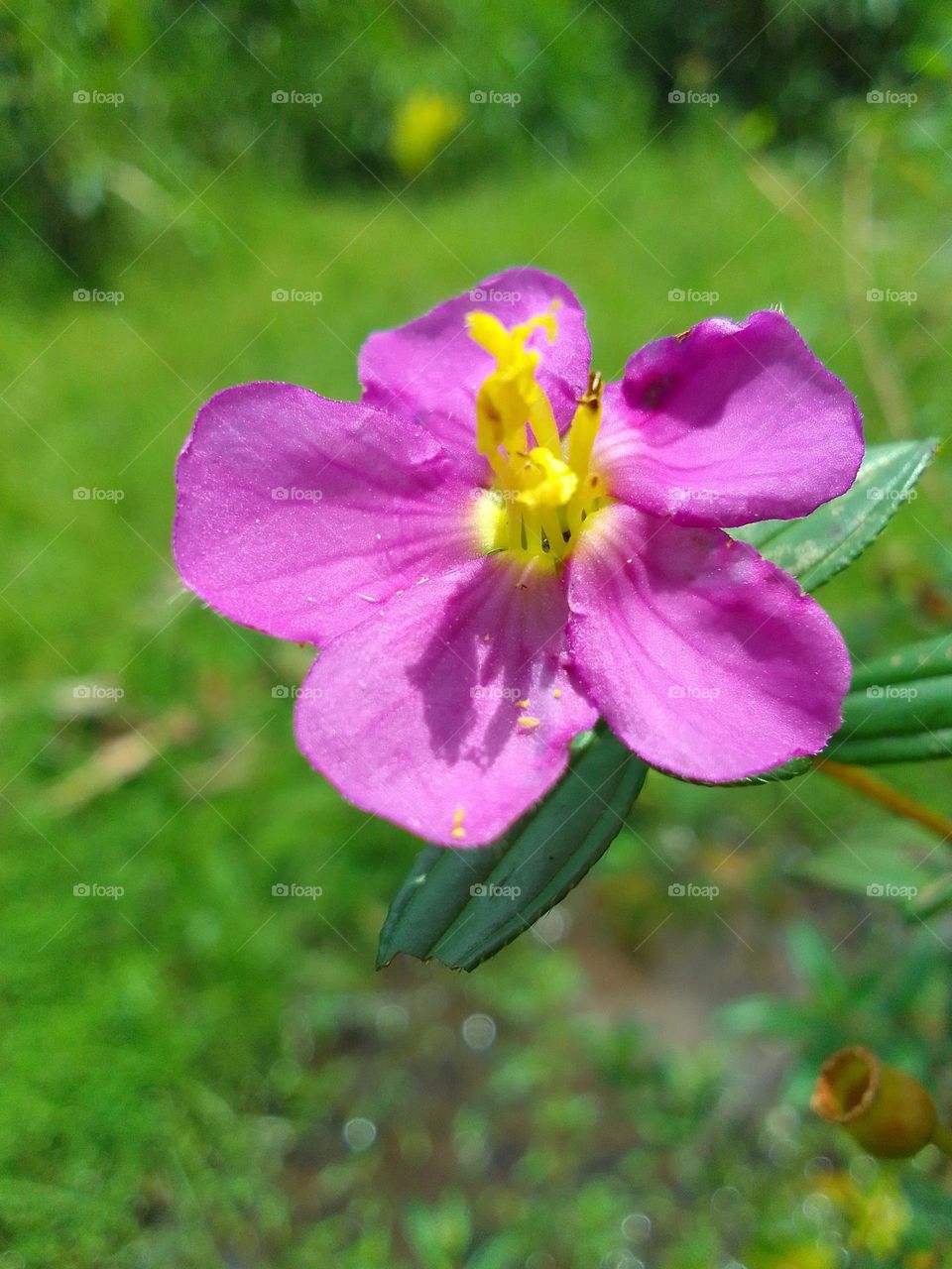Bovitiya flower 🌺 sri lanka