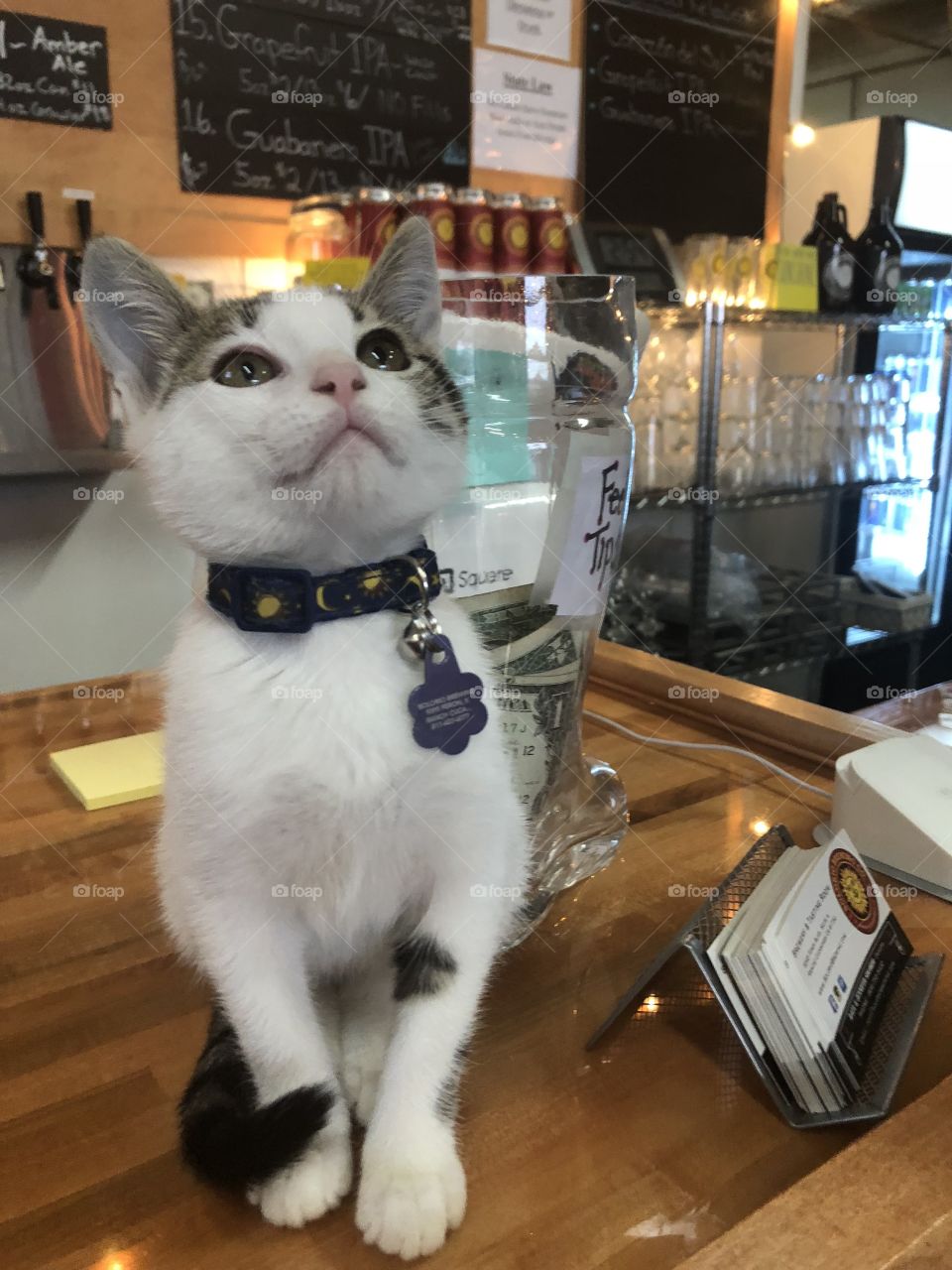 Solar -Cat with Attitude 