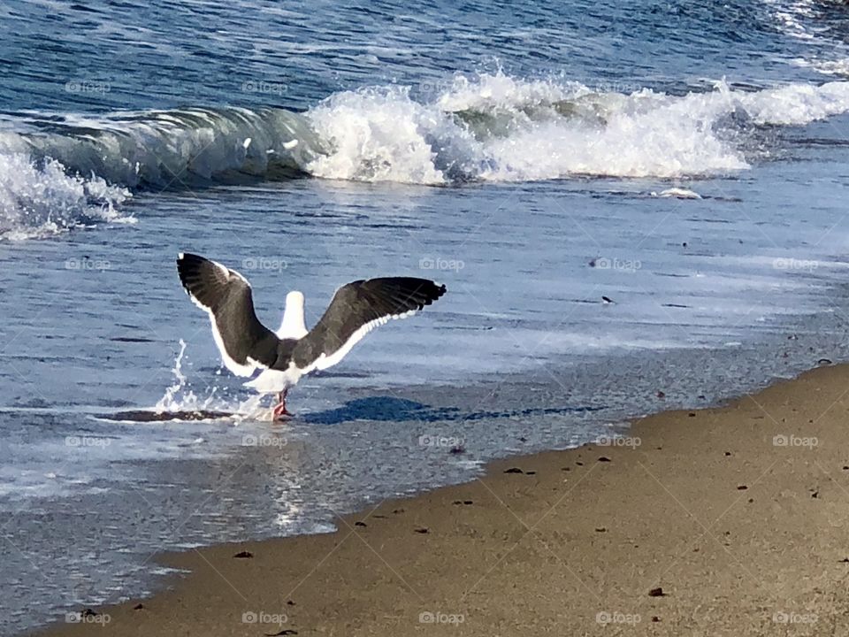 Birds, Remarkable In Flight over Waves