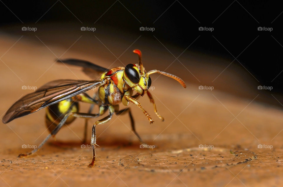 macro closeup on wasp and dragonfly
