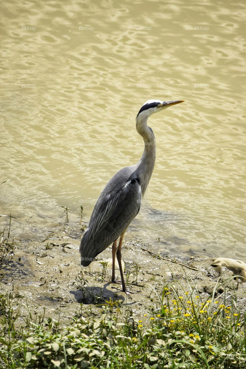 Heron