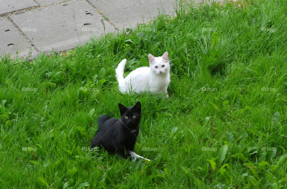 cats in grass