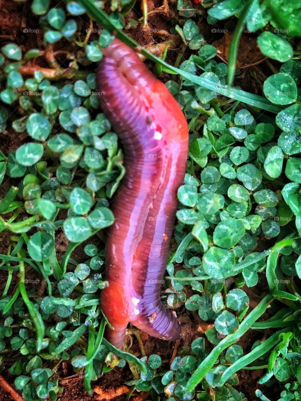Just two big red juicy earthworms copulating in lush green clovers in order to make babies. 