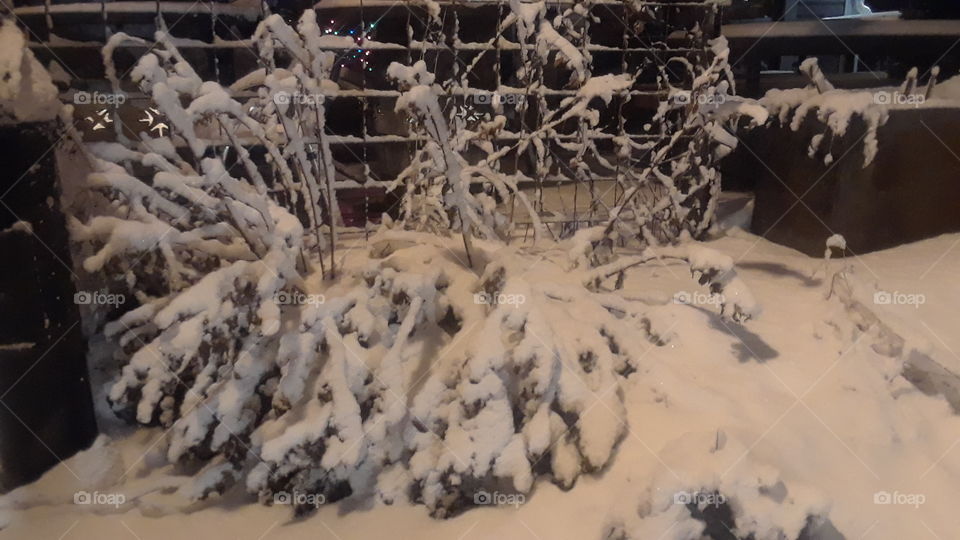 Evening winter scene