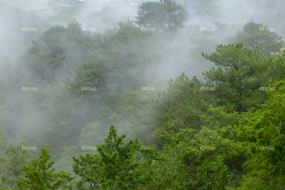 fog and trees